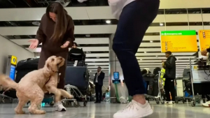Illustration : "Cette Goldendoodle déborde de joie lors de ses retrouvailles avec ses maîtres, après 3 semaines d’absence"