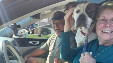 Illustration : Un couple de retraités effectue 6 heures de route pour adopter une chienne timide qui avait besoin de leur aide