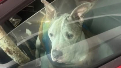 Illustration : Après que son maître sans-abri a été hospitalisé d’urgence, un chien patiente plusieurs jours dans la voiture avant qu’une association ne le trouve