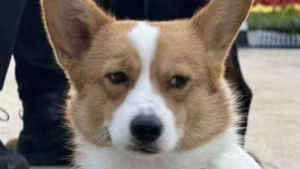 Illustration : "Grâce à ses incroyables aptitudes, ce toutou devient le premier Corgi à intégrer le corps de police chinois (vidéo)"