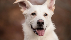 Illustration : "10 comportements canins qui prouvent qu’il est important de profiter de la vie"