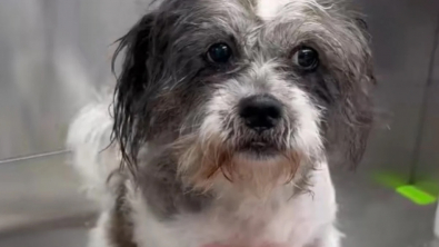 Illustration : Cette femelle Shih Tzu se fait belle pour une journée adoption organisée par son refuge, mais personne ne daigne lui accorder d’attention (vidéo)
