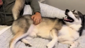 Illustration : "Incapable de résister à son émission préférée, ce Husky accourt en entendant le générique alors qu’il venait d’ignorer les appels de son maître (vidéo)"