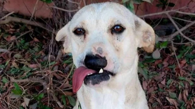 Illustration : Victime d’un accident quand elle était un chiot, cette chienne défigurée attend que quelqu’un la regarde au-delà de son apparence