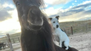 Illustration : "Un chien et un poney ont créé une formidable amitié et deviennent les héros d’un film qui leur est consacré"