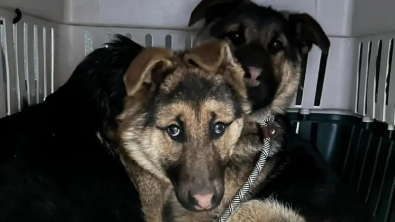 Illustration : Transis de froid, 2 chiots affamés trouvent refuge sous un porche, jusqu’à ce que des bénévoles leur viennent en aide