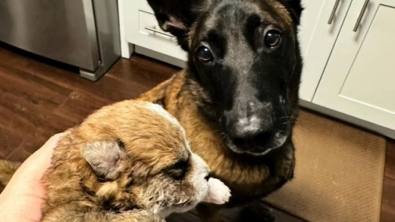 Illustration : À la retraite, 2 chiens de police reprennent du service pour protéger 2 chiots nouveau-nés recueillis par leur maîtresse (vidéo)