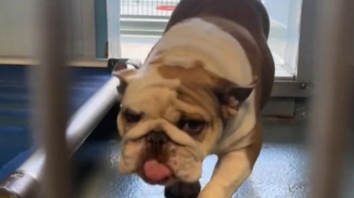 Illustration : "Partie pour adopter un Bulldog Anglais dans un refuge, cette jeune femme finit par en sauver 3 de l’euthanasie (vidéo)"