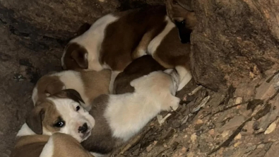 Illustration : Récupérés par un refuge dans le creux d’un tronc d’arbre, 11 chiots retrouvent enfin leur maman (vidéo)