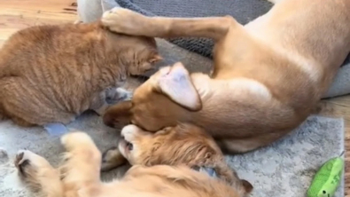 Illustration : Adoptés alors qu’ils étaient encore chiots, ces 2 toutous ont pris le chat de la famille pour leur papa (vidéo)