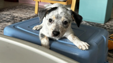 Illustration : Abandonné dans une maison inhabitée avec le reste de sa famille, ce chiot peut désormais espérer goûter au bonheur d’avoir un foyer bien à lui