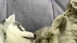 Illustration : "Ce chiot Husky découvre pour la première fois la race féline (vidéo)"