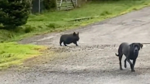 Illustration : "Inséparables, ce toutou et ce petit cochon font tout ensemble, même les bêtises (vidéo)"