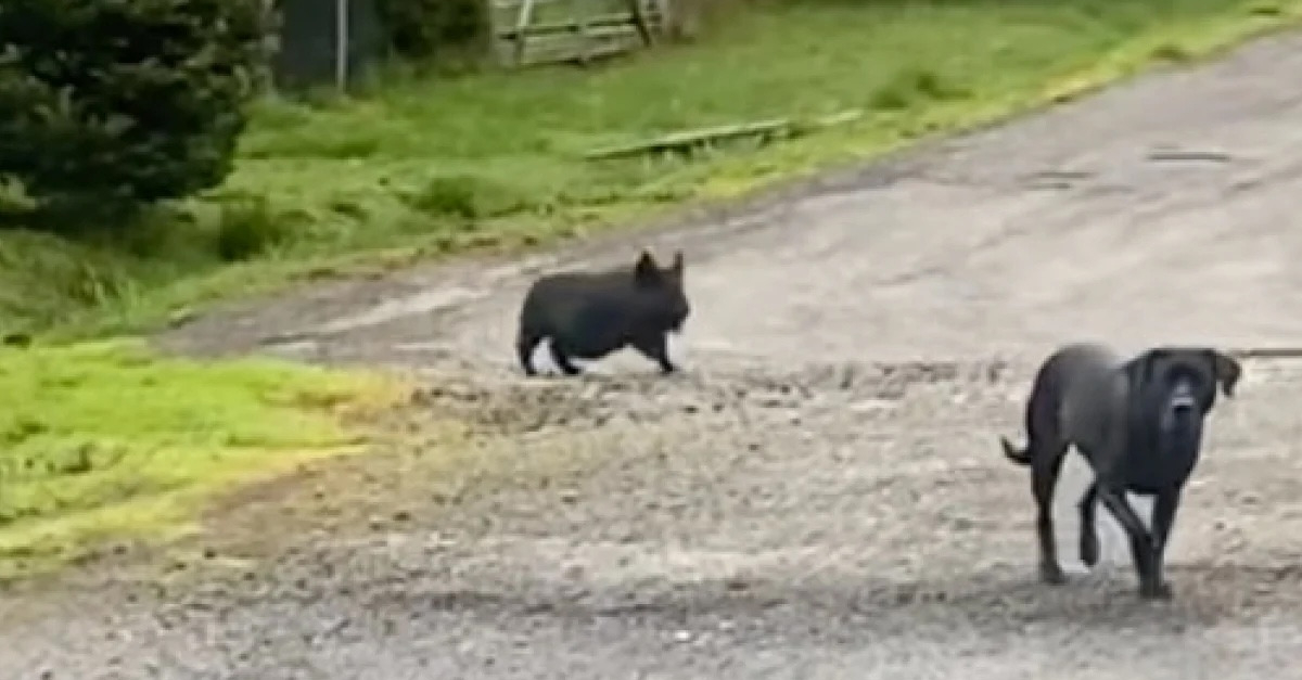 Inséparables, ce toutou et ce petit cochon font tout ensemble, même les ...