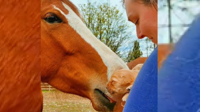 Illustration : "Ces chiots de 11 jours rencontrent pour la première fois un cheval sous la supervision attentive de leur maman humaine (vidéo)"