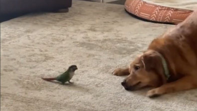 Illustration : Tout devrait les opposer, pourtant ce Conure de Molina et ce Golden Retriever sont bel et bien les meilleurs amis du monde (vidéo)