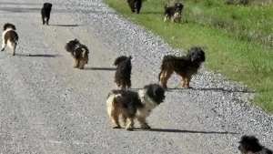 Illustration : "Abandonnés en pleine nature par un éleveur amateur, 12 chiens déboulent de nulle part devant un conducteur désemparé"