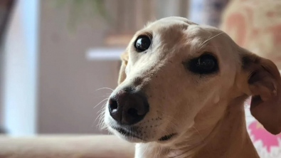 Illustration : Le gérant d’un café organise un goûter d’adieu en l'honneur d’une femelle Lurcher qu’il a sauvé 2 ans auparavant