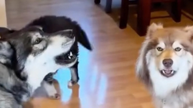 Illustration : Ces 2 toutous offrent le plus “Husky” des accueils à leur nouveau petit frère (vidéo)
