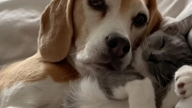 Illustration : Chlea le chat ne peut pas s’endormir sans son doudou qui n’est autre que Chloé… le chien (vidéo)