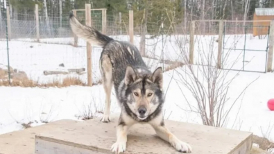 Illustration : "Perdu pendant 5 jours, ce chien de traîneau redevenu presque sauvage finit par réintégrer sa meute (vidéo)"