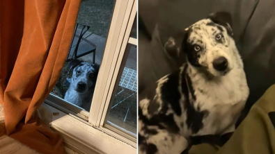 Illustration : "Complètement délaissé par ses propriétaires, un chien finit par trouver amour et réconfort auprès de ses voisins (vidéo)"