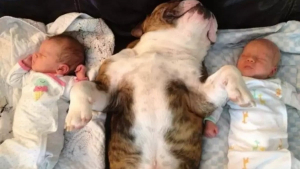 Illustration : "Les chiens aussi peuvent jouer les nounous, la preuve en 16 photos débordantes d’amour"