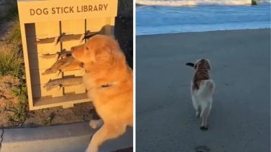 Illustration : Un adorable Golden Retriever découvre avec joie qu’il peut emprunter un bâton dans une bibliothèque spéciale (vidéo)
