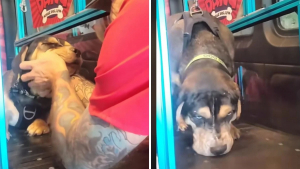 Illustration : "Grâce à une ingénieuse machine et à la bienveillance d’un employé, ce chien aveugle apprend à retrouver confiance pour marcher (vidéo)"