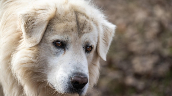 Illustration : Animaux.fr, un nouveau site qui relie refuges et adoptants pour offrir une seconde chance aux animaux abandonnés /