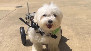 Illustration : "Après 2 ans à combattre sa paralysie, cette chienne savoure enfin sa victoire"