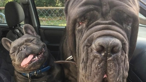 Illustration : "20 photos de chiens qui prouvent que nos toutous ont un don inné pour nous faire rire"
