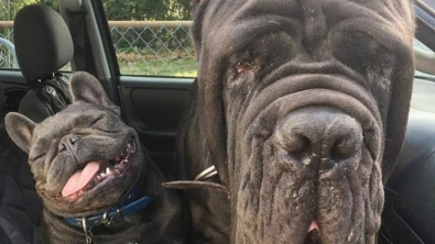 Illustration : 20 photos de chiens qui prouvent que nos toutous ont un don inné pour nous faire rire