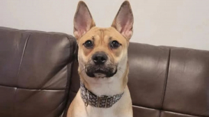 Illustration : "Abandonnée pour son mauvais comportement, cette chienne adorable peinait à trouver sa famille pour la vie (vidéo)"