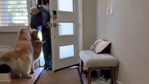 Illustration : "Un chiot découvre sa nouvelle maison et les chiens du foyer lui font la fête (vidéo)"