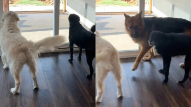 Illustration : Ce Berger Allemand ramène l’ordre dans la maison lorsque ses copains chiens font trop de bruit à son goût (vidéo) 
