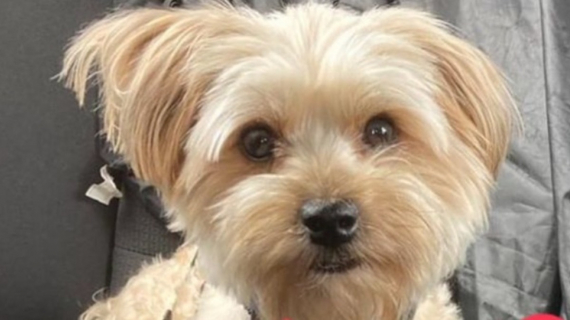 Illustration : Un chien vol&eacute; sous les yeux de sa ma&icirc;tresse mobilise toute la ville &agrave; sa recherche