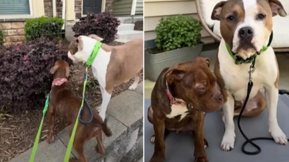 Illustration : Plac&eacute; en famille d&rsquo;accueil ce chiot fait tout comme son grand fr&egrave;re canin et c&rsquo;est tout simplement adorable (vid&eacute;o)