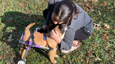 Illustration : Grâce à la formidable générosité d’une bienfaitrice, ce chiot maltraité et handicapé peut enfin espérer un avenir meilleur
