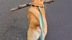 Illustration : "Ce Labrador, qui a trouvé le bâton parfait, est félicité par tous les passants qu’il croise (vidéo)"