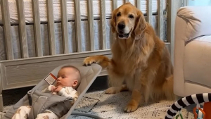 Illustration : "Cette chienne exemplaire aide ses humains en berçant le bébé de la maison (vidéo)"