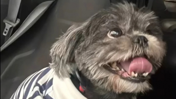 Illustration : Un chien errant trouve enfin un foyer aupr&egrave;s des 75 pensionnaires d&rsquo;une maison de retraite