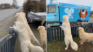 Illustration : "Ces 3 Golden Retrievers ne peuvent cacher leur joie lorsqu’ils reçoivent enfin une livraison spéciale (vidéo)"