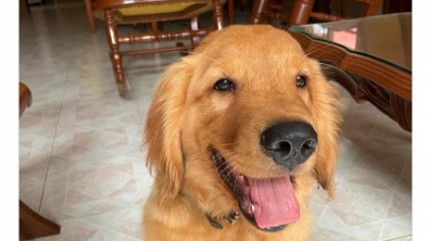 Illustration : 10 photos de chiens qui savent se prendre en selfie