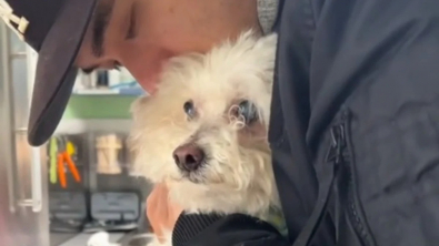 Illustration : Un chien senior profite enfin d’une vie heureuse après avoir passé 10 ans enfermé dans une cave (vidéo)