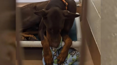 Illustration : "Jugé trop bruyant par les voisins de son propriétaire, ce pauvre Doberman est abandonné dans un refuge avec pour seule amie, sa couverture (vidéo)"