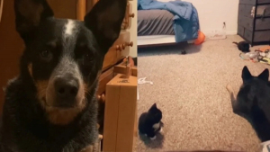 Illustration : "Une chienne rencontre des chatons abandonnés et les adopte afin de les sauver (vidéo)"
