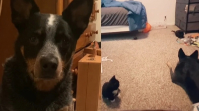 Illustration : Une chienne rencontre des chatons abandonnés et les adopte afin de les sauver (vidéo)