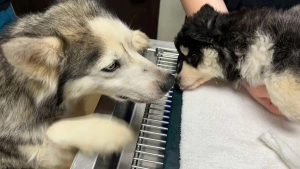 Illustration : "Cette chienne Husky refuse d’être séparée de son petit, même sur la table d’opération"