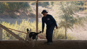 Illustration : "Elle-même sauvée d’un destin tragique, cette chienne porte désormais secours aux personnes ensevelies (vidéo)"